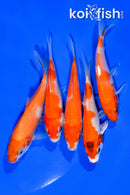 PACK OF (5) 3.75-4" STANDARD KOI