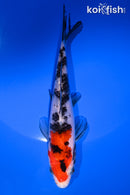 6" SANKE