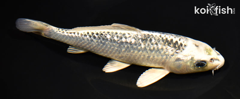 7.75" GINRIN GIN MATSUBA