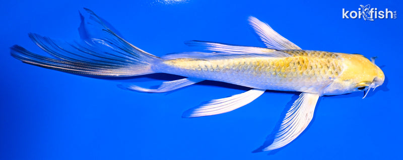 6.25" KUJAKU BUTTERFLY