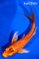 5" ORENJI OGON BUTTERFLY