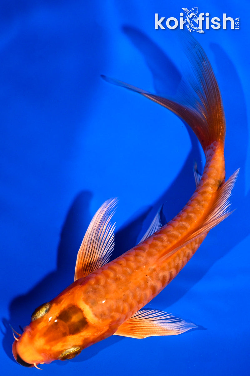 5" ORENJI OGON BUTTERFLY