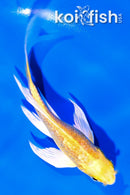 5" GINRIN YAMABUKI OGON BUTTERFLY