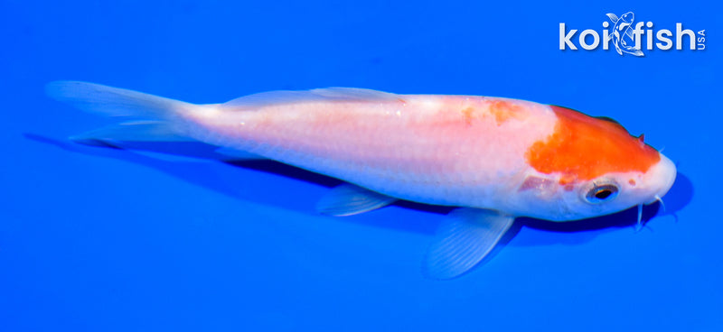 5.5" KOHAKU