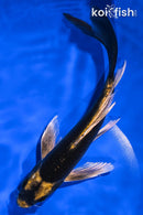 7.75" KABUTO BUTTERFLY