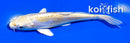 4.5" DOITSU HARIWAKE