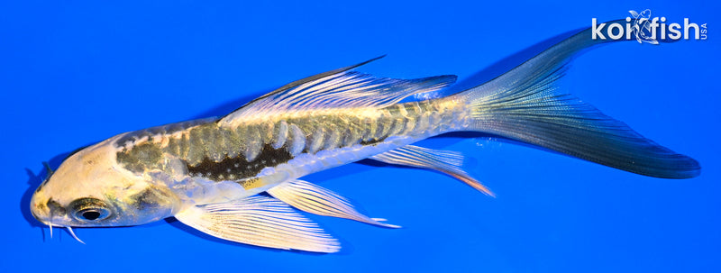 5.25" ARAGOKE KIN KIKOKURYU BUTTERFLY