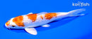 5.5" GINRIN HARIWAKE