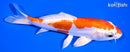 6.75" KIKUSUI