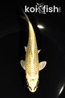 6.25" KI MATSUBA
