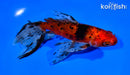 6.5" CALICO WATONAI GOLDFISH