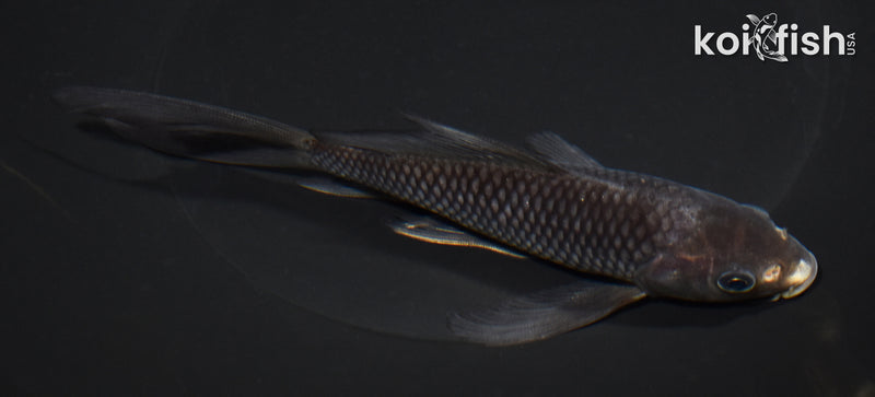 6.25" MATSUKAWABAKE BUTTERFLY