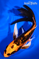 7.75" BENI KIKOKURYU BUTTERFLY