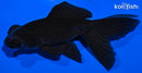 5" TELESCOPE FANTAIL GOLDFISH