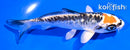 4.5" DOITSU KUJAKU