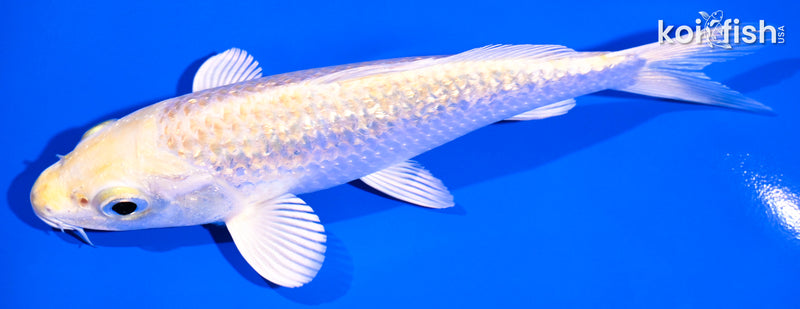 5.25" GINRIN HARIWAKE