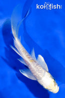 5" ARAGOKE LEMON HARIWAKE BUTTERFLY