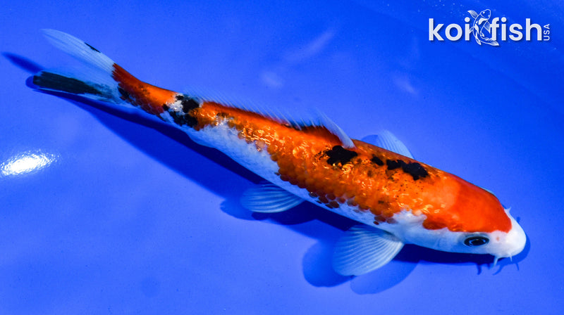 6.5" GINRIN AKA SANKE
