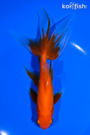 6.5" WATONAI GOLDFISH