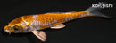 4" DOITSU METALLIC OCHIBA SHIGURE