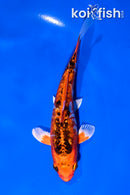 5.5" ARAGOKE GINRIN ORENJI MATSUBA