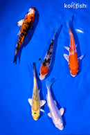 PACK OF (5) 4-5" STANDARD KOI