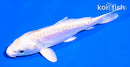 5" DOITSU LEMON HARIWAKE