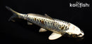 5.75" BENI KIKOKURYU