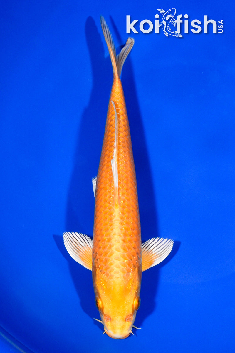 8.5" ORENJI OGON