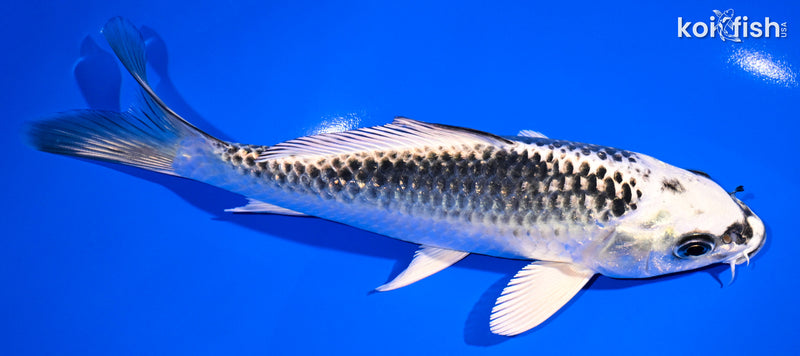 6.75" GIN MATSUBA