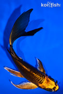 5.25" ORENJI MATSUBA BUTTERFLY