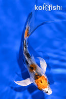 4.25" YAMATO NISHIKI BUTTERFLY