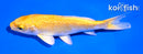5" GINRIN YAMABUKI OGON