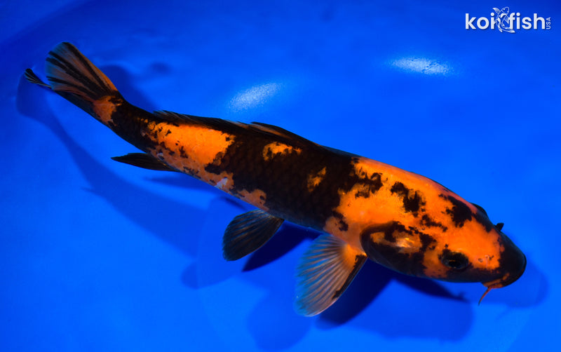 10.25" HI UTSURI