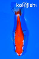 4.75" WAKIN GOLDFISH