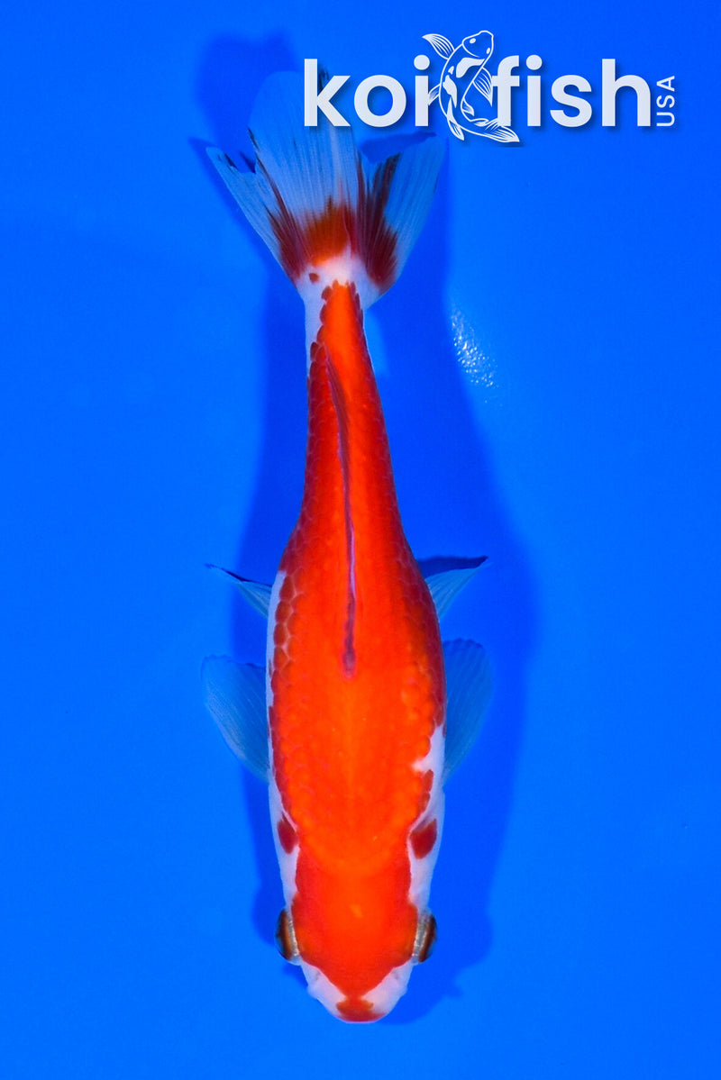 4.75" WAKIN GOLDFISH