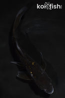 5" GINRIN OCHIBA SHIGURE BUTTERFLY