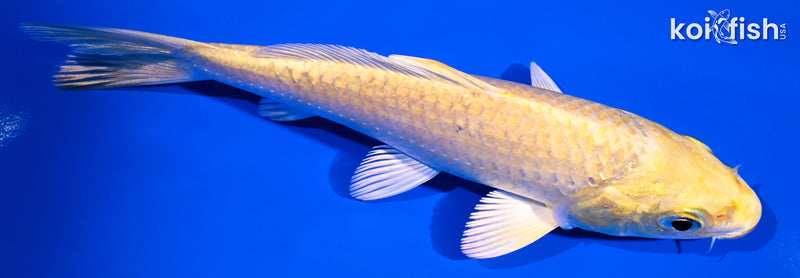 5" YAMABUKI OGON