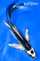 5.5" NEZU OGON BUTTERFLY