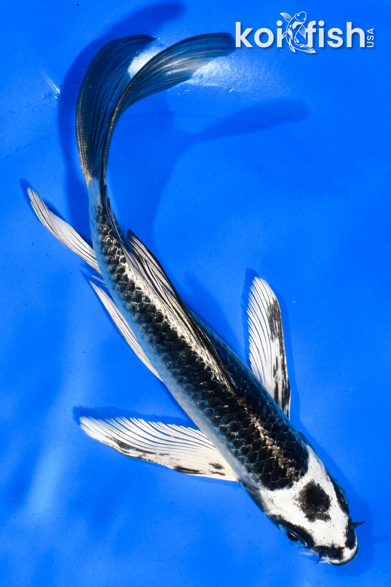 5.5" NEZU OGON BUTTERFLY