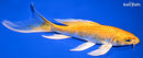 8" HARIWAKE BUTTERFLY