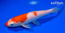 8" KOHAKU