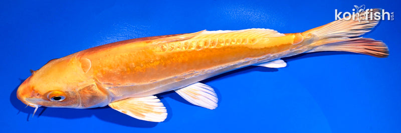 10.75" GINRIN DOITSU ORENJI OGON