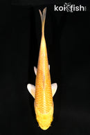 4" YAMABUKI OGON