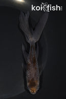 5.75" WAKIN GOLDFISH