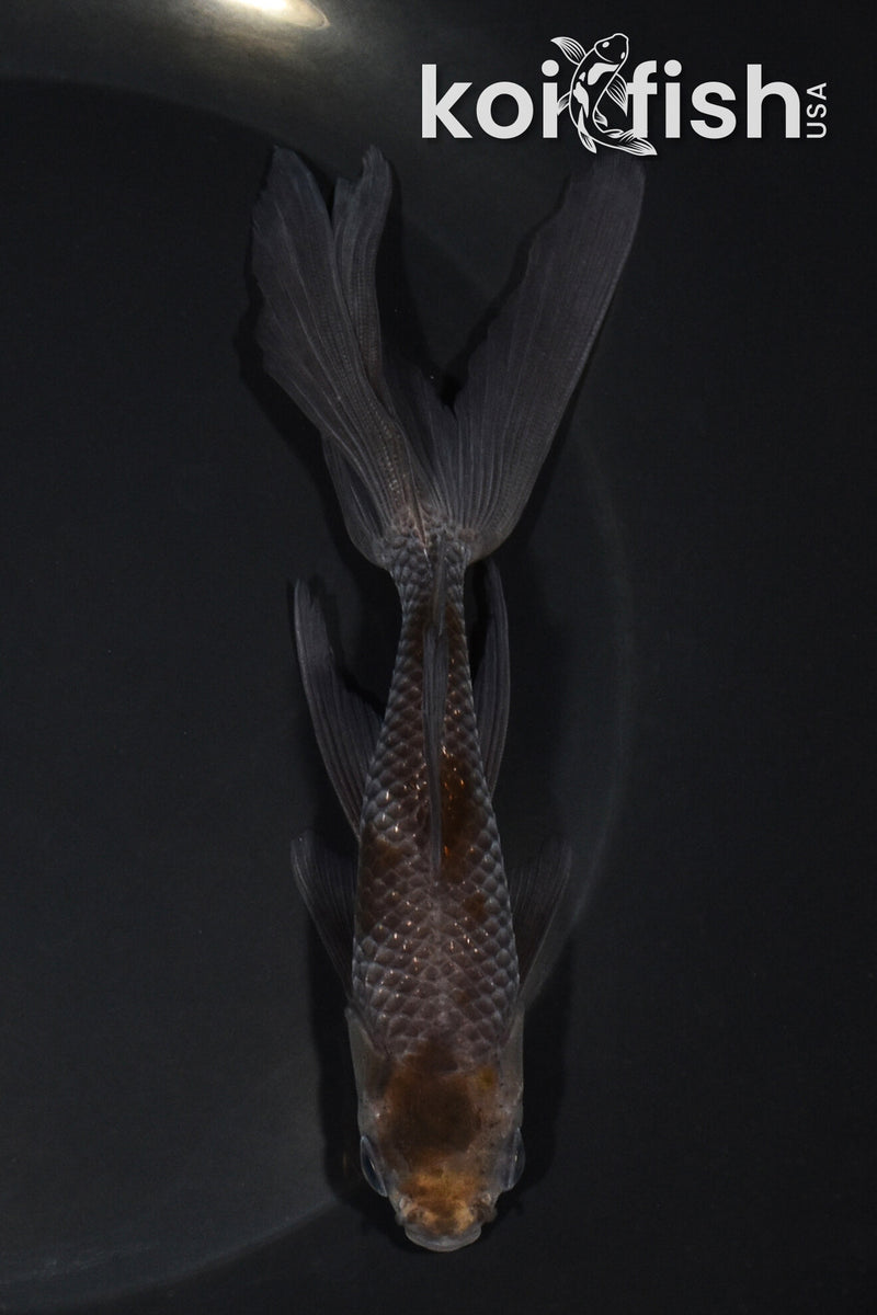 5.75" WAKIN GOLDFISH