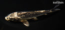 6.5" GINRIN GINGA