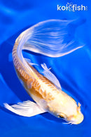 5.75" ARAGOKE LEMON HARIWAKE