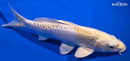 8.75" DOITSU HARIWAKE