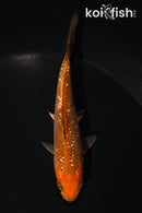 4" GINRIN CHAGOI